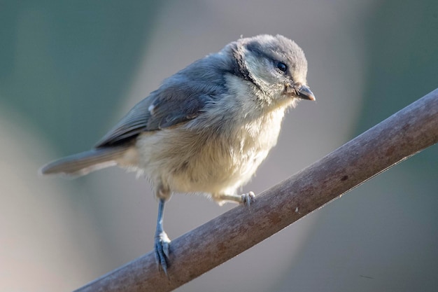 Tit azul Cyanistes caeruleus Málaga España