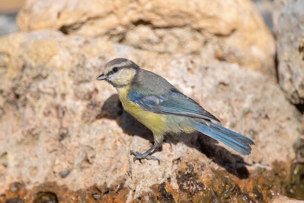 Tit azul Cyanistes caeruleus Málaga España