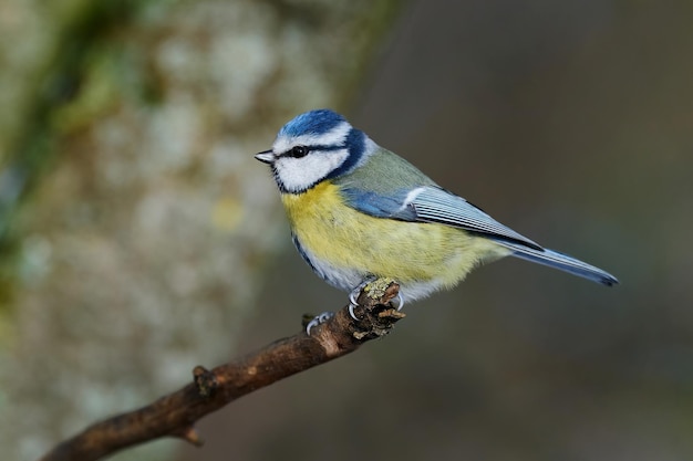 Tit azul Cyanistes caeruleus