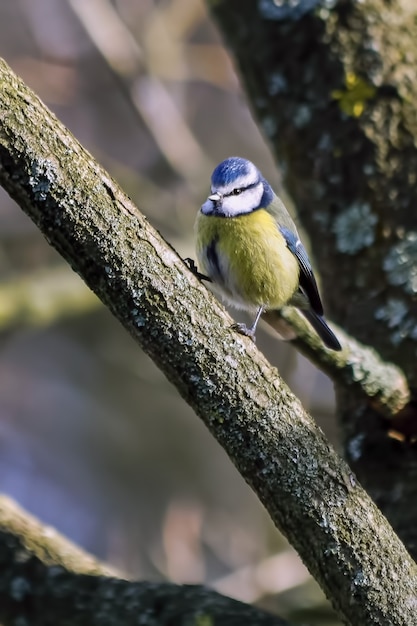 Tit azul donde se posan en una rama