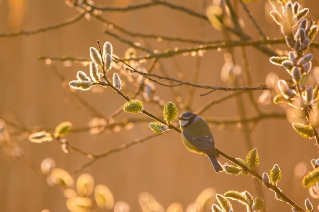 Tit azul eurasiático Cyanistes caeruleus en la rama de un árbol con luz de fondo suave