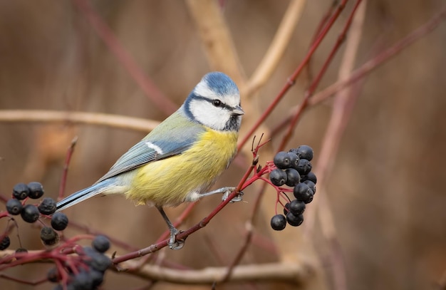 Tit azul euroasiático Cyanistes caeruleus Un pájaro se sienta en una rama de arbusto cerca de las bayas