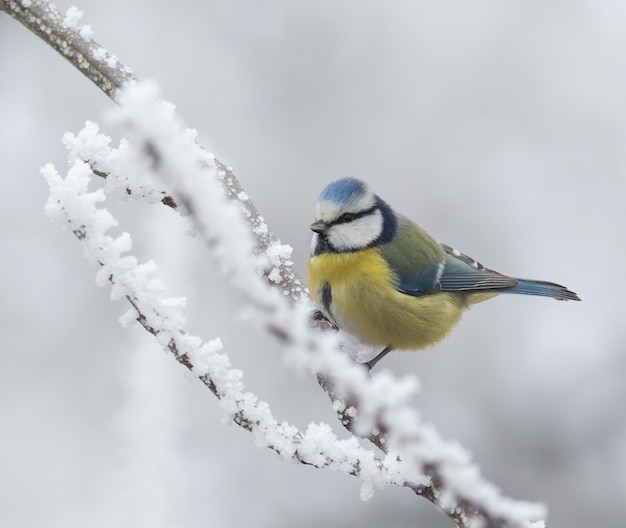 Tit azul euroasiático Cyanistes caeruleus Un pájaro se sienta en una rama cubierta de escarcha