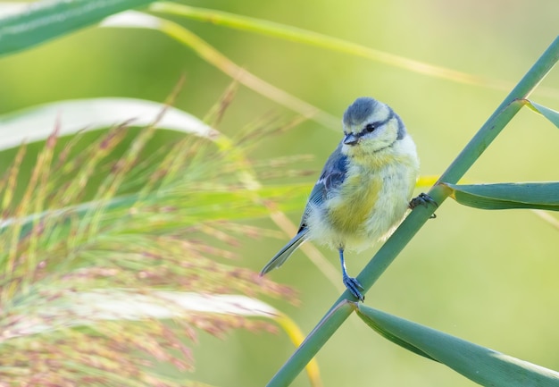 Tit azul euroasiático Cyanistes caeruleus El pájaro se sienta en un tallo de caña junto al río