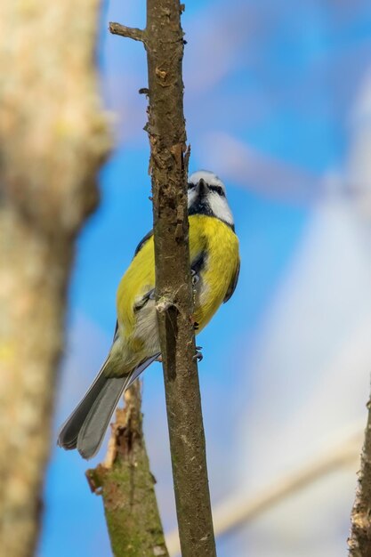 Tit azul, lindo pajarito