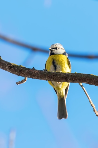 Tit azul, lindo pajarito