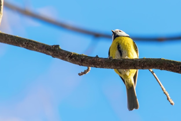 Tit azul, lindo pajarito