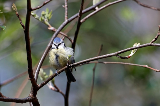 Tit azul posado en un árbol en el bosque