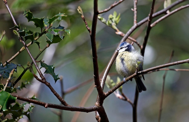 Tit azul posado en un árbol en el bosque