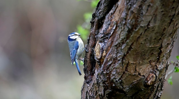 Tit azul posado en un árbol en el bosque