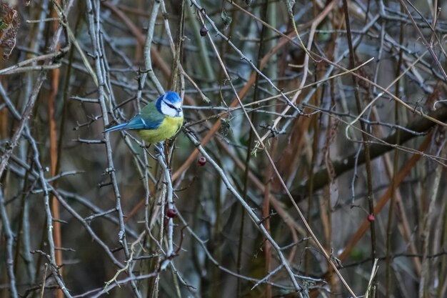 Tit azul posado en una rama de espino