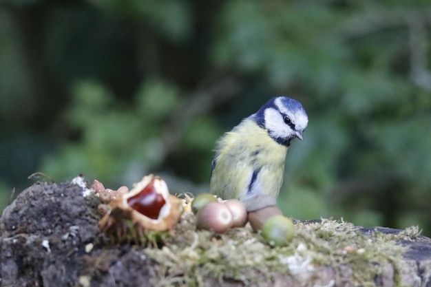 Tit azul posado en un tronco