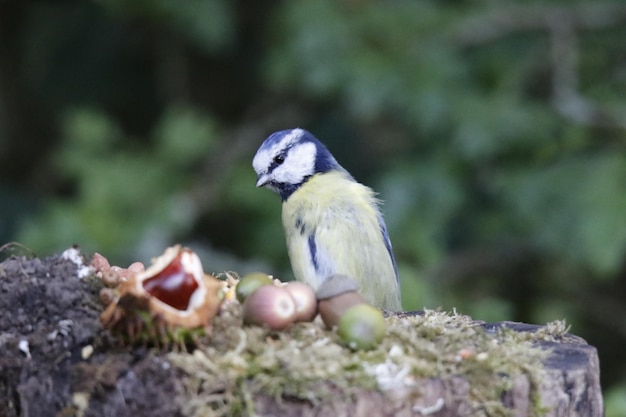 Tit azul posado en un tronco