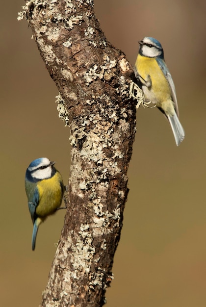 Tit azul con la primera luz de la mañana en un bosque de robles en una fría y nublada mañana de invierno