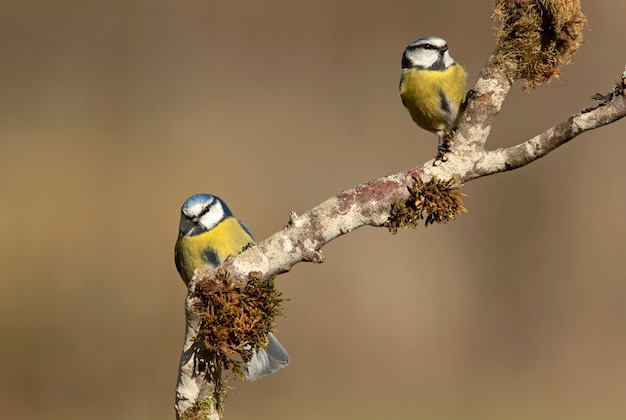 Tit azul con la primera luz de la mañana en un bosque de robles en una fría y nublada mañana de invierno