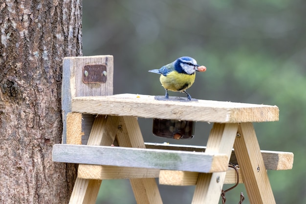 Foto tit azul sobre una mesa de madera con un maní en el pico