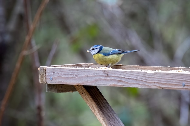 Tit azul sobre una mesa de madera con una semilla en el pico