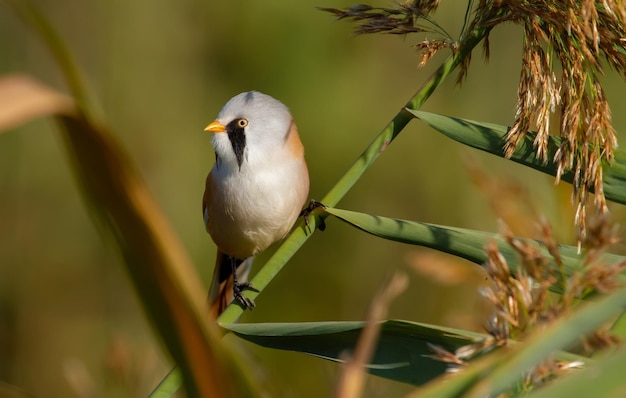 Tit barbudo panurus biarmicus Un pájaro macho sube temprano en la mañana sobre juncos en la orilla del río en busca de comida