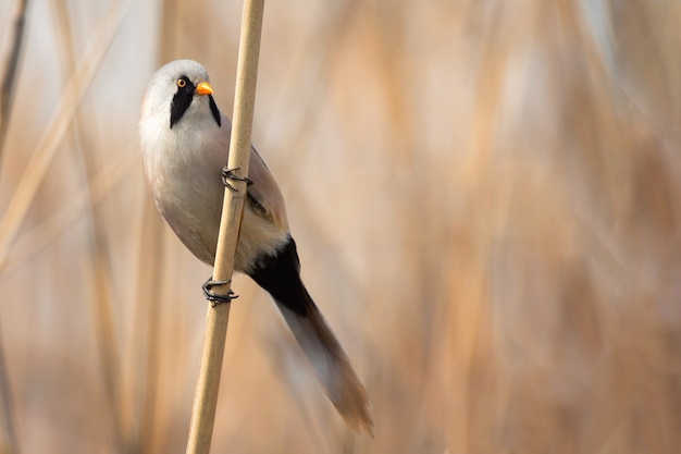 Tit beraded, macho - reedling en hábitat natural