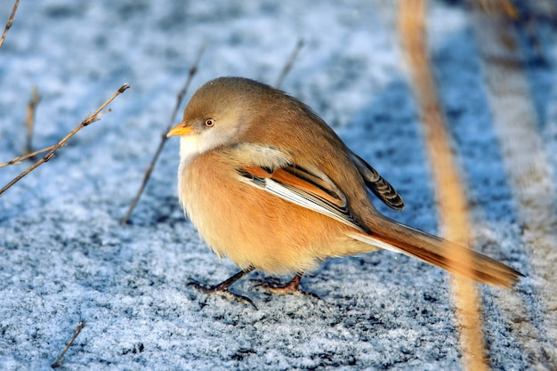 Tit beraded, macho - reedling (panurus biarmicus) sentado en el hielo