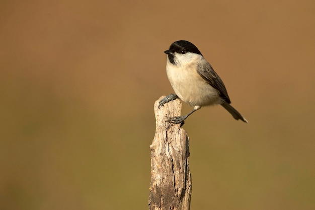 Tit en un bosque de robles y hayas eurosiberiano en la primera luz de la mañana de un frío día de enero