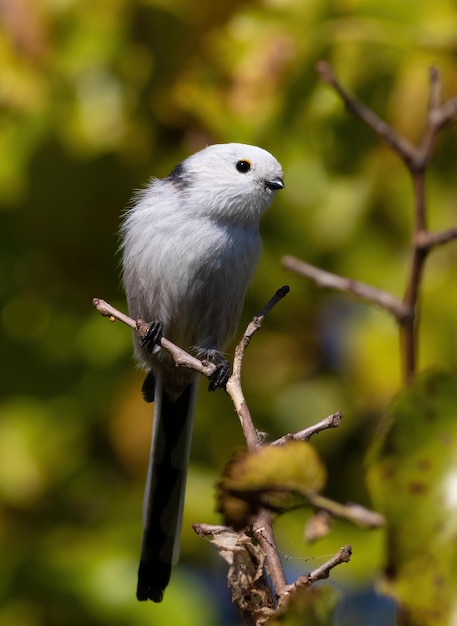 Tit de cola larga Aegithalos caudatus Un pájaro se sienta en una rama de árbol entre las hojas