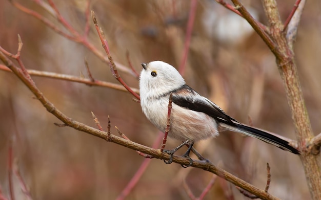 Tit de cola larga Aegithalos caudatus Un pájaro se sienta en una rama