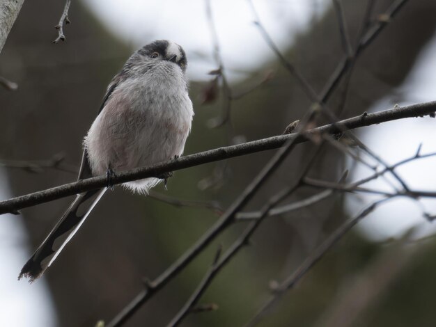 Tit de cola larga encaramado en una ramita delgada del bosque