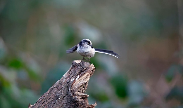 Tit de cola larga posado en ramas en el bosque