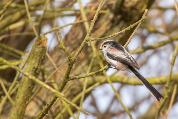 Tit de cola larga en la rama Aegithalos caudatus Lindo pajarito