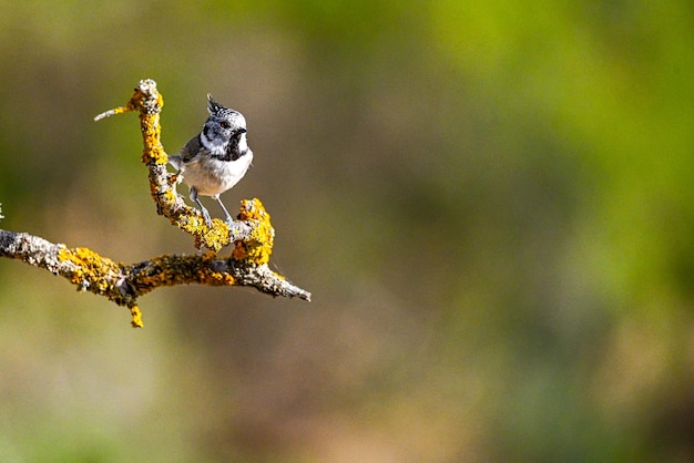 Tit encapuchado o Lophophanes cristatus posado sobre una ramita