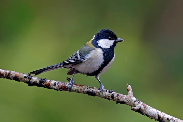 Tit japonés Parus minor hermosas aves de Tailandia