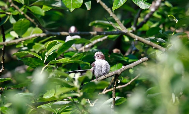 Tit juvenil de cola larga acicalándose en un árbol