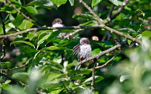 Tit juvenil de cola larga acicalándose en un árbol