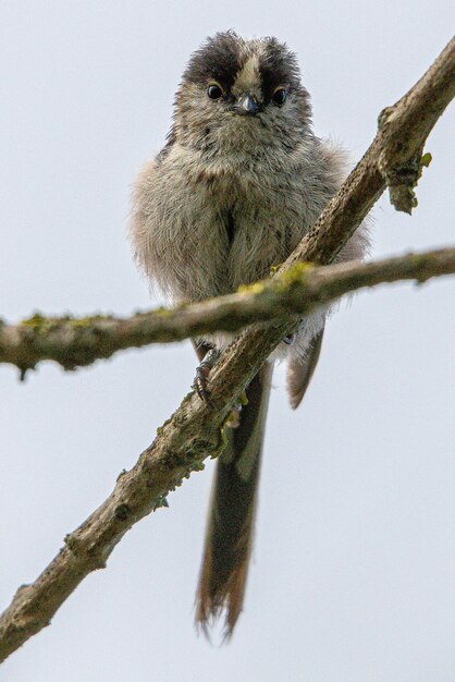 El tit longtailed Aegithalos caudatus es un pequeño pájaro de la familia Aegithalidae en aiguamolls emporda girona españa