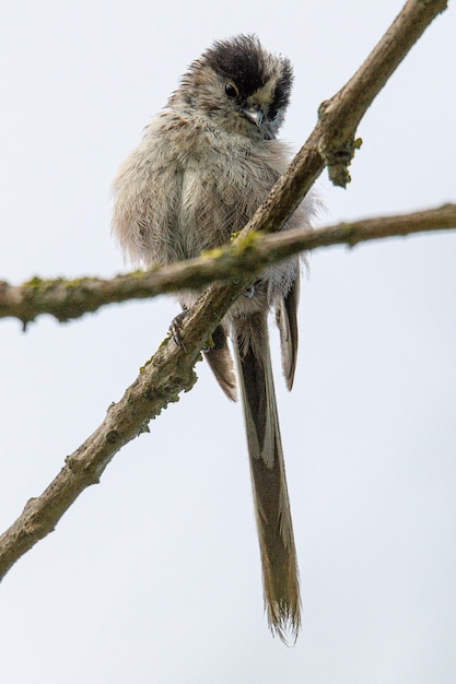 El tit longtailed Aegithalos caudatus es un pequeño pájaro de la familia Aegithalidae en aiguamolls emporda girona españa