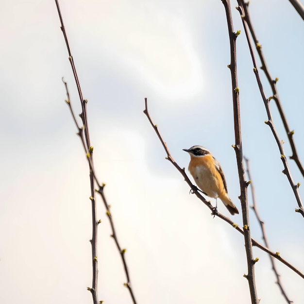 Tit pendulino eurasiático sentado en una rama de árbol cielo en el fondo