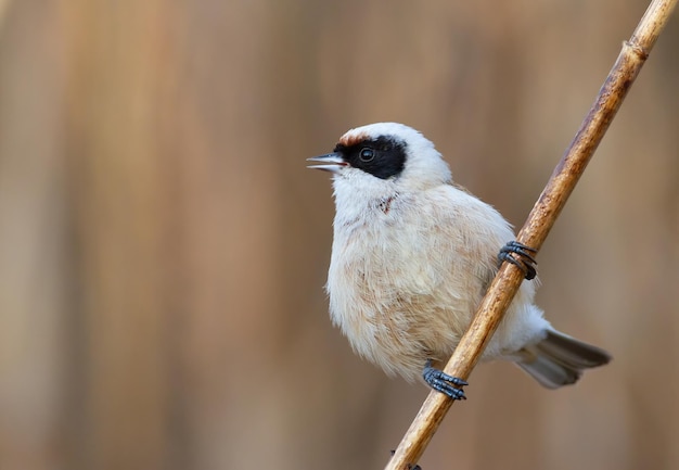 Tit pendulino euroasiático remiz pendulinus Un pájaro cantando en un tallo de caña