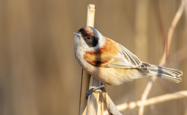 Tit pendulino euroasiático Remiz pendulinus El pájaro recibe un disparo de cerca El macho se sienta en un tallo de caña