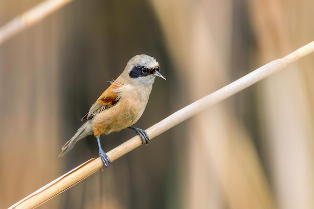 Tit pendulino euroasiático sentado en la caña (Remiz pendulinus)