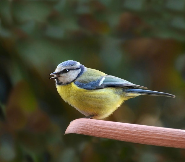 Foto tit posado sobre fondo verde