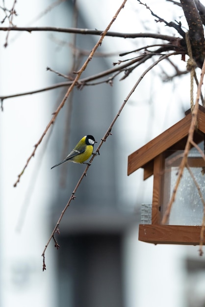 Un tit se sienta en una de las ramas sin hojas de sakura titmouse se volvió de lado a la cámara