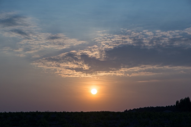 Tit vistas do sol da floresta.