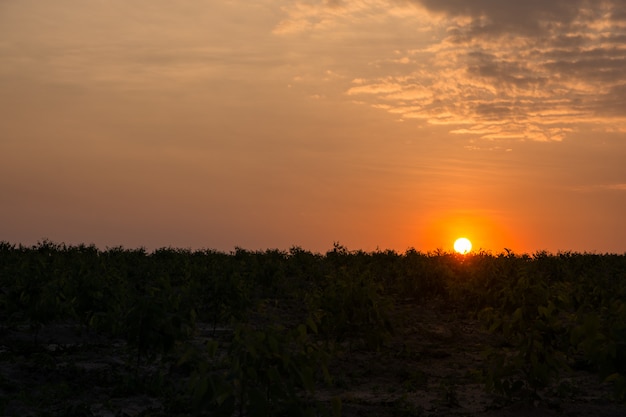 Tit vistas do sol da floresta.