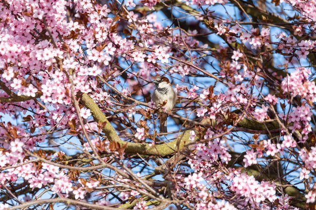 Foto tita azul de eurasia en la naturaleza