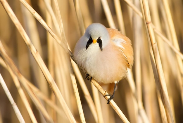 Titã barbudo panurus biarmicus Pássaro sentado na cana perto de um rio