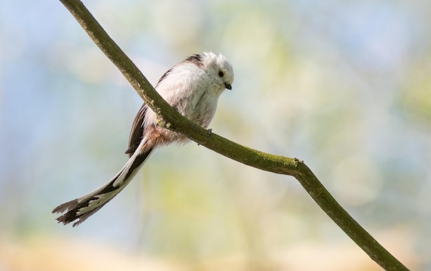 Foto tita de cola larga se sienta en una rama de árbol