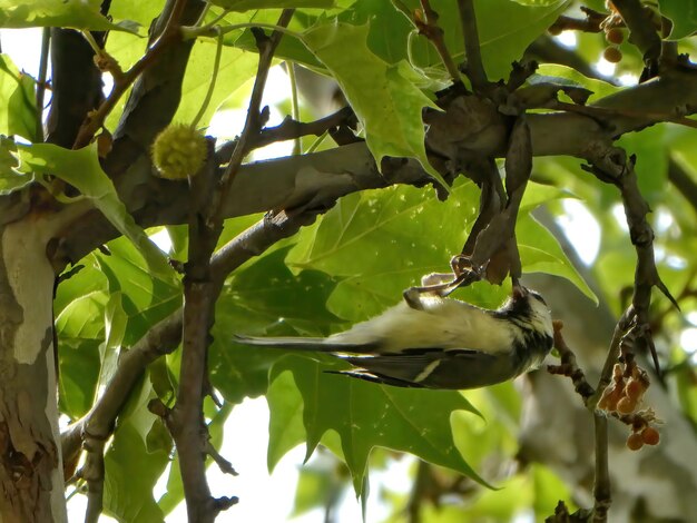 Foto titbird pendurado de cabeça para baixo segurando o galho com os pés comendo comida da árvore