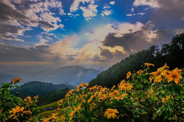 Foto tithonia diversifolia (hemsl.) a.gray.) al atardecer en la provincia de doi mae u-kho mae hong son, tailandia