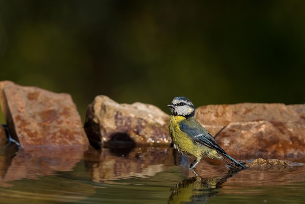 Foto el tití azul de eurasia cyanistes caeruleus